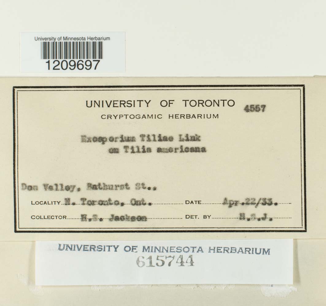 Exosporium tiliae image
