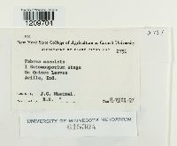 Diplocarpon mespili image