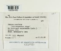 Diplocarpon mespili image