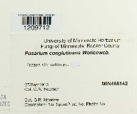 Fusarium oxysporum image