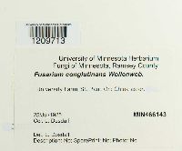 Fusarium oxysporum image