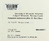 Fusarium culmorum image