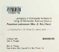 Fusarium culmorum image