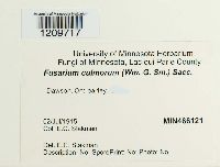 Fusarium culmorum image