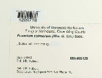 Fusarium culmorum image