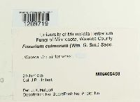 Fusarium culmorum image