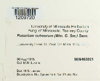 Fusarium culmorum image