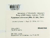 Fusarium culmorum image