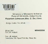 Fusarium culmorum image