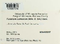 Fusarium culmorum image
