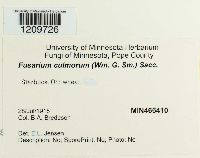 Fusarium culmorum image