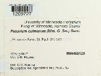 Fusarium culmorum image