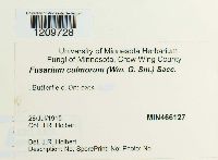 Fusarium culmorum image