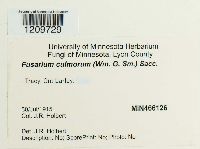 Fusarium culmorum image