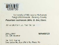 Fusarium culmorum image