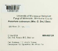 Fusarium culmorum image