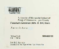 Fusarium culmorum image