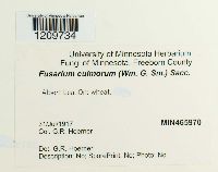 Fusarium culmorum image