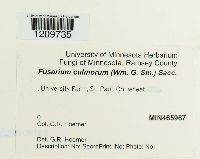 Fusarium culmorum image