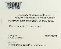 Fusarium culmorum image