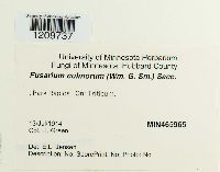 Fusarium culmorum image