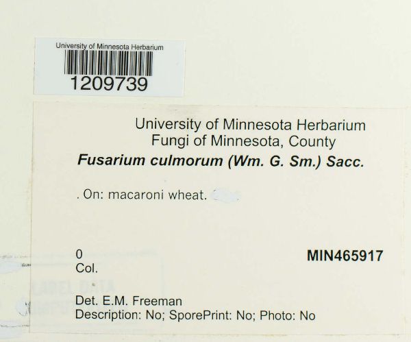 Fusarium culmorum image