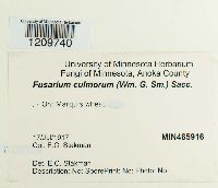 Fusarium culmorum image