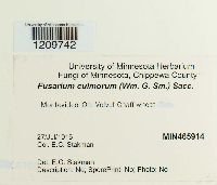 Fusarium culmorum image