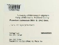 Fusarium culmorum image