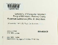 Fusarium culmorum image