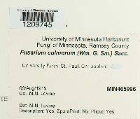 Fusarium culmorum image