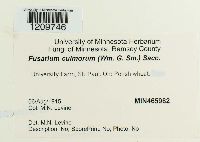 Fusarium culmorum image