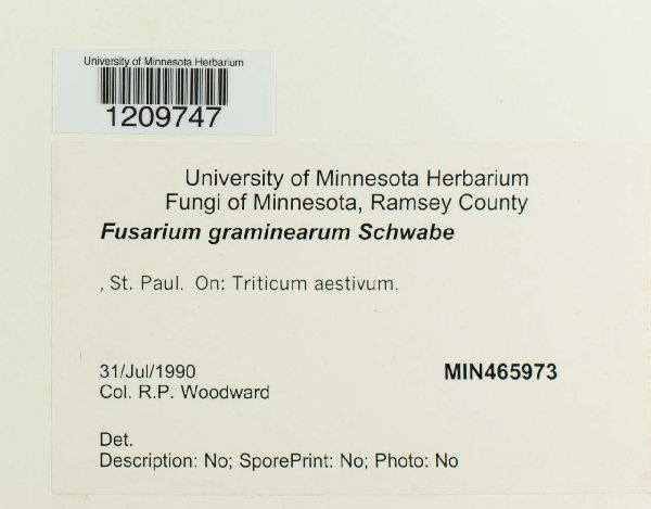 Gibberella zeae image