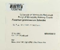 Gibberella zeae image