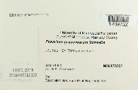 Gibberella zeae image