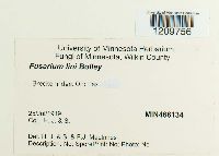 Fusarium oxysporum image