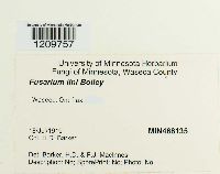 Fusarium oxysporum image