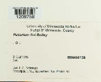 Fusarium oxysporum image