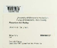 Fusarium oxysporum image