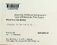 Fusarium oxysporum image