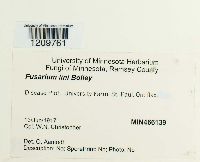 Fusarium oxysporum image