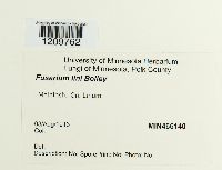 Fusarium oxysporum image