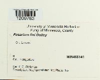 Fusarium oxysporum image