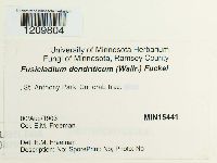 Venturia inaequalis image