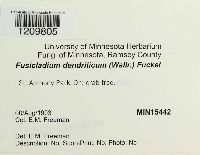 Venturia inaequalis image