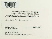 Venturia inaequalis image