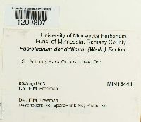 Venturia inaequalis image