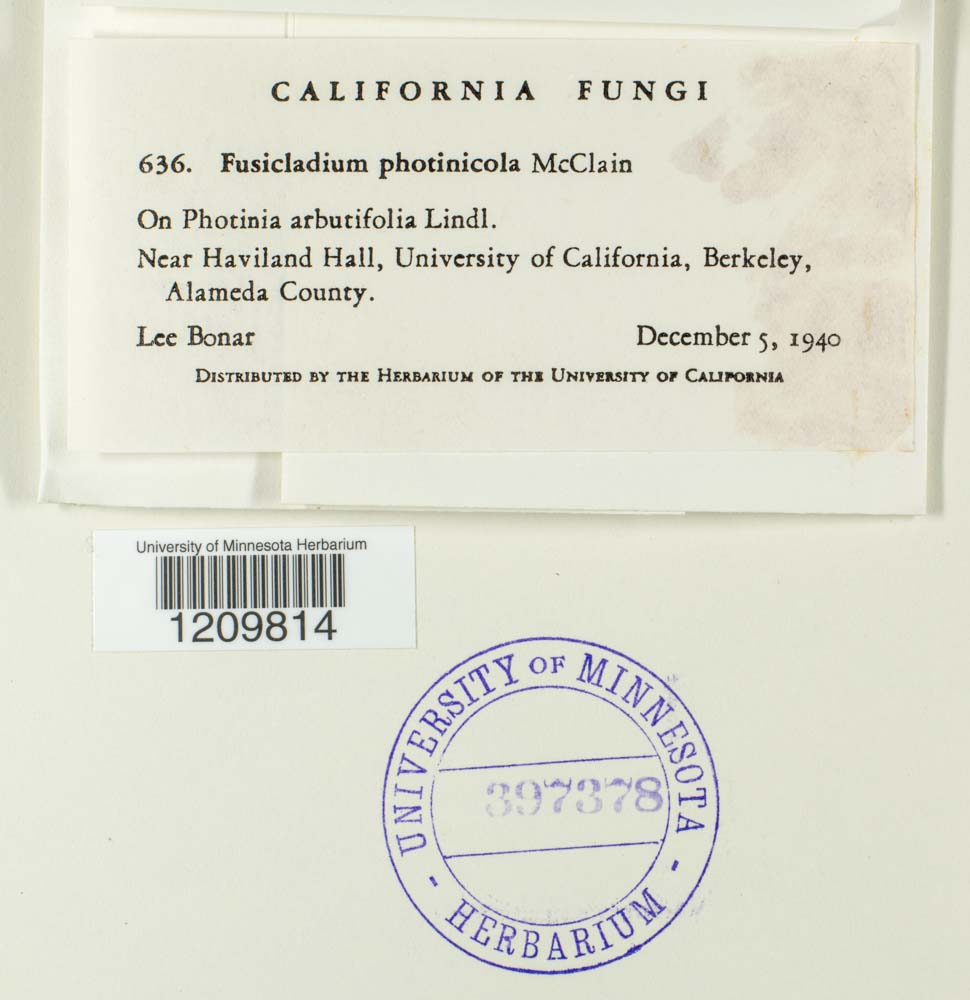 Fusicladium photinicola image