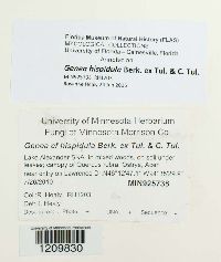 Genea hispidula image