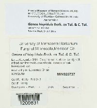 Genea hispidula image